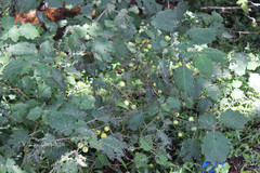Solanum viarum
